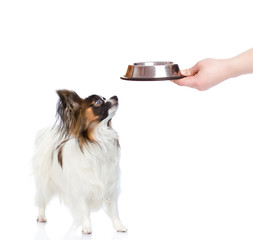 Papillon puppy waiting food. isolated on white background