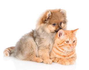 spitz puppy hugging a cat and looking away. isolated on white background