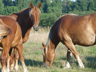 Fototapeta premium Grazing Horses