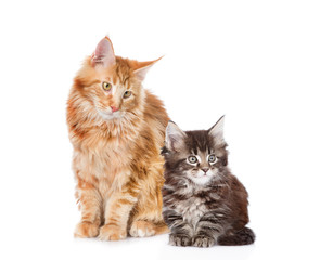 Kitten and adult cat. isolated on white background