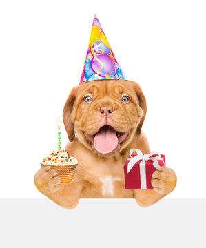 Funny puppy in birthday hat holding cupcake and gift box peeking above white banner. isolated on white background