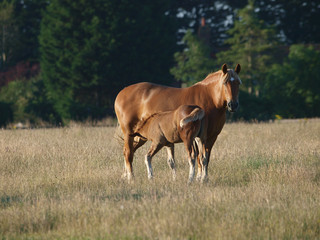 Obraz na płótnie Canvas Mare and Foal