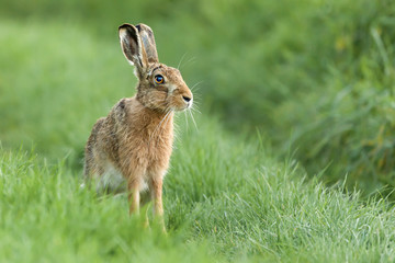 Naklejka na ściany i meble Beautiful Norfolk wild hare sat on grass