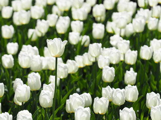 Dutch field of white tulips, landscape, beautiful bouquet of spring tulips flowers, sun day