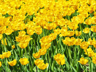 Dutch field of yellow tulips, landscape, beautiful bouquet of spring tulips flowers, sun day