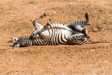 Fototapeta na wymiar A zebra taking a sand bath on the ground