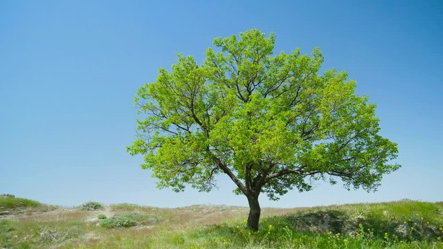 Summer landscape with beautiful tree