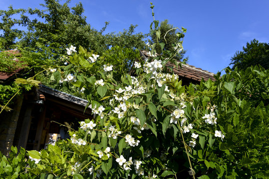 Seringat, Seringa, Jasmin des po&egrave;tes, Philadelphus