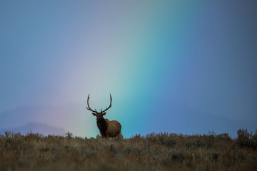 Bull Elk With Rainbow