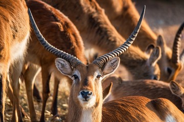 Naklejka premium Close-up of a male Kafue lechwe in a herd of them