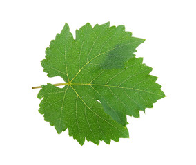 Fototapeta premium Grape leaf with water drop isolated on white background