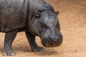Close up of a pygmy hippopotamus walking on the ground