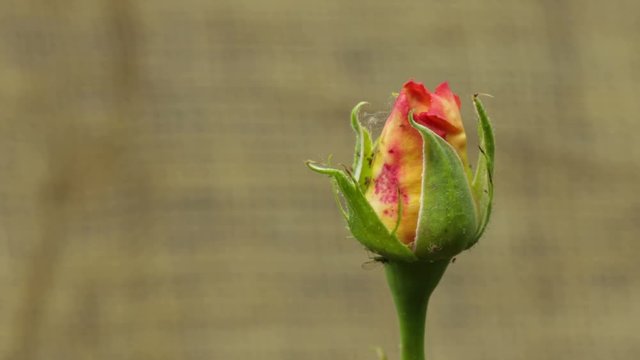 Rosa che sboccia con insetti