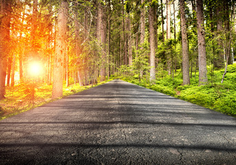 strada nella foresta con luce accecante