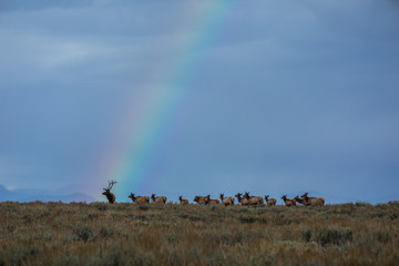 Elk Herd With Rainbow 