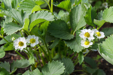 Flowering strawberry bushes at the garden in springtime