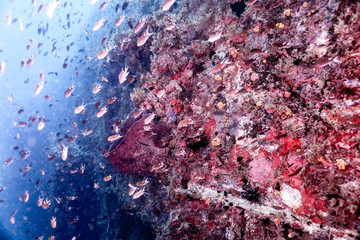 ship wreck underwater
