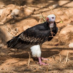 A white-headed vulture holding a twig in its bill