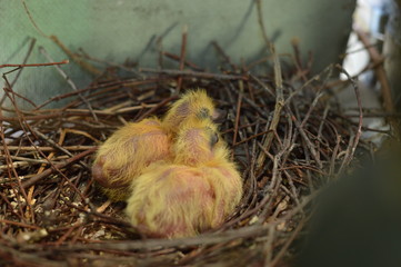Naklejka na ściany i meble Two baby pigeons in nest