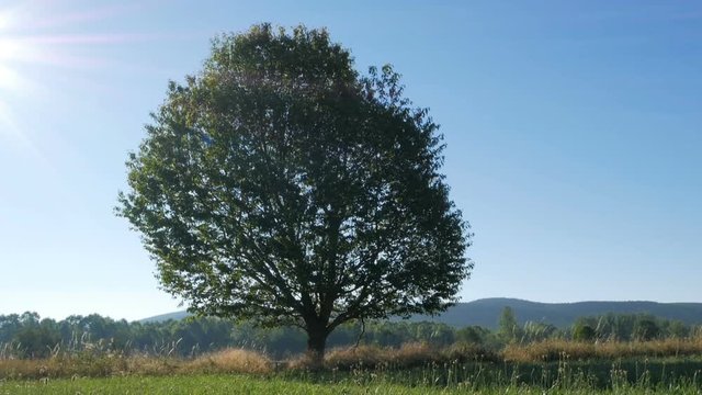 Summer landscape with beautiful tree
