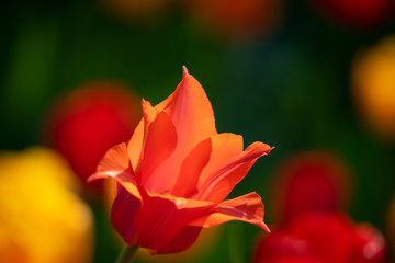 Red tulips with beautiful bouquet background, Tulip