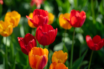 Red tulips with beautiful bouquet background, Tulip