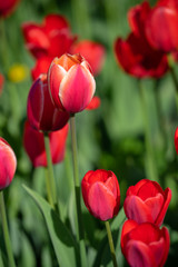 Red tulips with beautiful bouquet background, Tulip