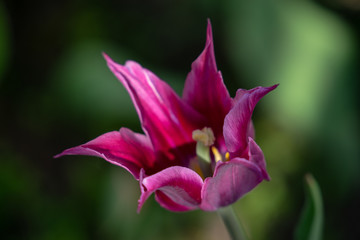 Purple tulips with beautiful bouquet background, Tulip