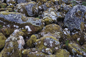 Mossy boulders in tundra