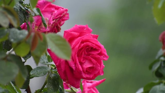 Rose bagnate dalla pioggia