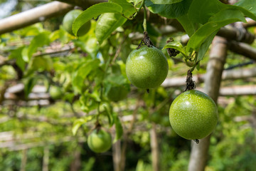 Green passion fruit on the fields