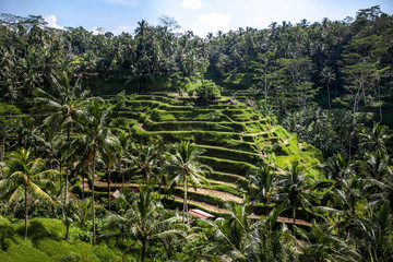 Fototapeta na wymiar Beautiful green rice terraces in the day light near Tegallalang village, Ubud, Bali, Indonesia.
