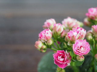 Pink Kalanchoe flowers bunch with wooden background