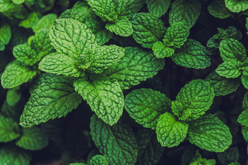 mint plant grow at vegetable garden
