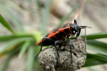 red beetle