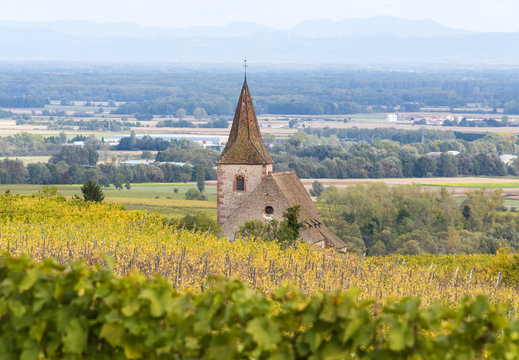 Vineyards near Ribeauville, Alsatian Wine Route, France
