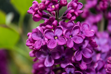 Purple four leave clover