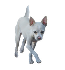 Small white dog painting