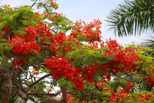Royal Poincianas in Tree Under Summer Florida Sky