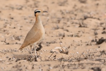 Cursorius cursor - Cream-colored Courser