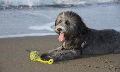 Schnauzer dog playing in the sand on the beach