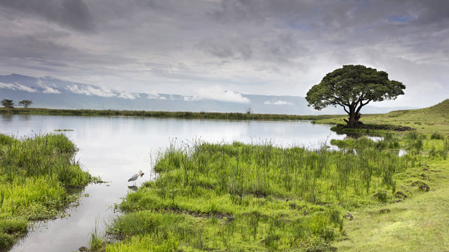 A heron catches a fish in a lake in the Ngorongoro Crater, Ngorongoro, Tanzania