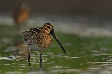 Common Snipe - Gallinago gallinago wader feeding in the green water, lake
