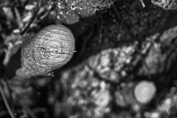 Freshly cut wooden stumps on public park, deadwood clean