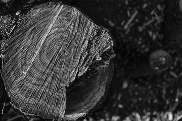 Freshly cut wooden stumps on public park, deadwood clean