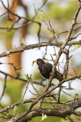Starling with a catepillar