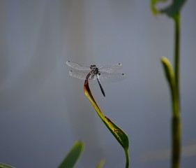 Dragonfly at the Pond