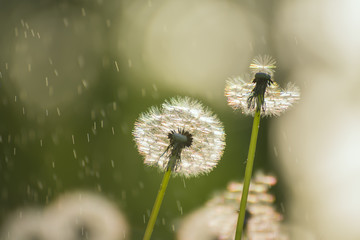 Two white delicate air colors of dandelions and spring sunny rain. The fine mood of the spring summer meadow.
