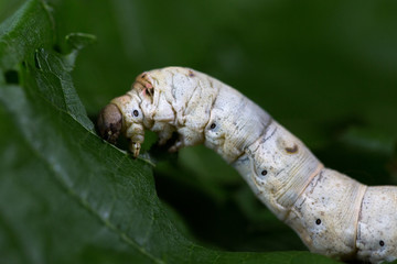 silkworm eating mulberry leaf
