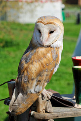 Photo of an beautiful barn owl perched on a wooden table.